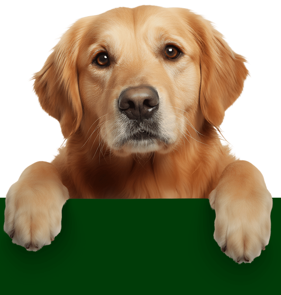 Curated for happier pets