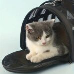 63fe155495cb8b774301a87b08134aea